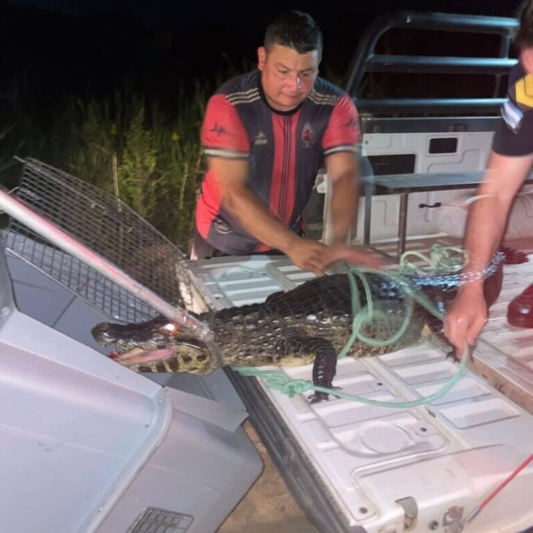 Personal policial participa en el rescate de un yacaré en Santa Ana de los Guácaras, Corrientes