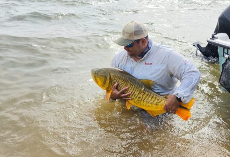 Ejemplar de dorado (Salminus brasiliensis) en el río Paraná, Corrientes