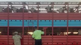 Operativo de control sanitario de ganado en ruta
