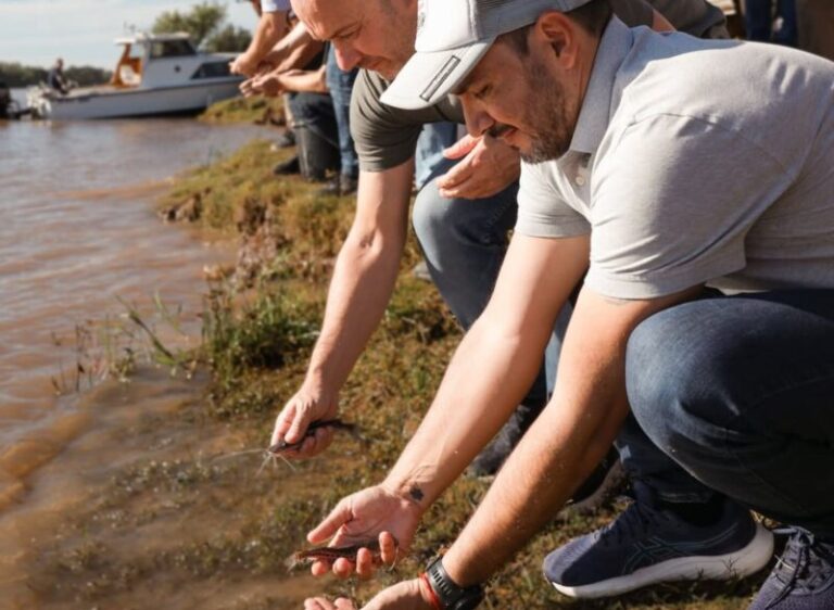 Liberación de alevines de surubí en el río Paraná, Goya
