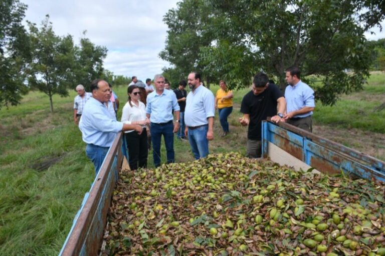 Cosecha de nuez pecan en un establecimiento productivo de Corrientes