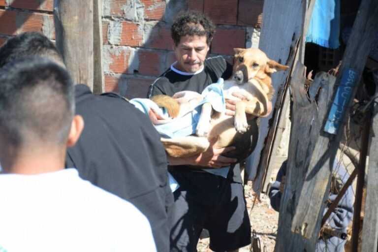 Perro mestizo Jack rescatado por maltrato animal en Corrientes