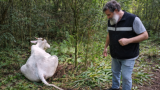 Operativo de control sanitario del Senasa en campo correntino por rabia paresiante