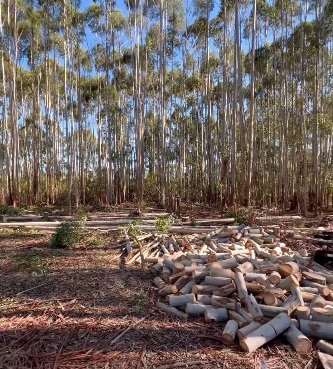 Plantación de eucalipto en la cuenca del río Uruguay