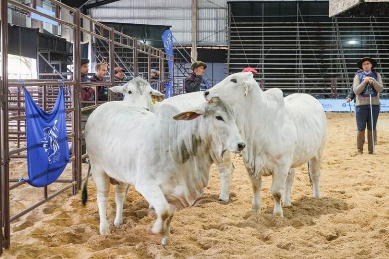 Animales bovinos en pista de jura durante Las Nacionales 2026 en Riachuelo