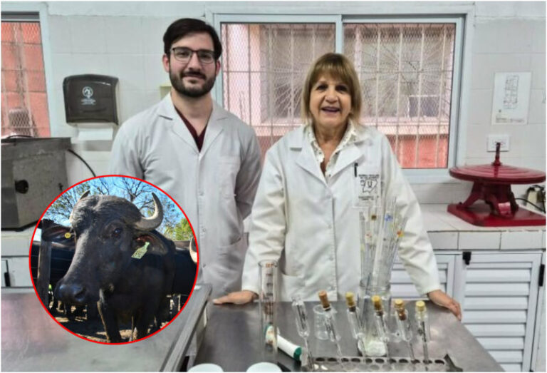 Búfalas pastando en un campo de Corrientes, en el marco del estudio de la UNNE sobre calidad de leche