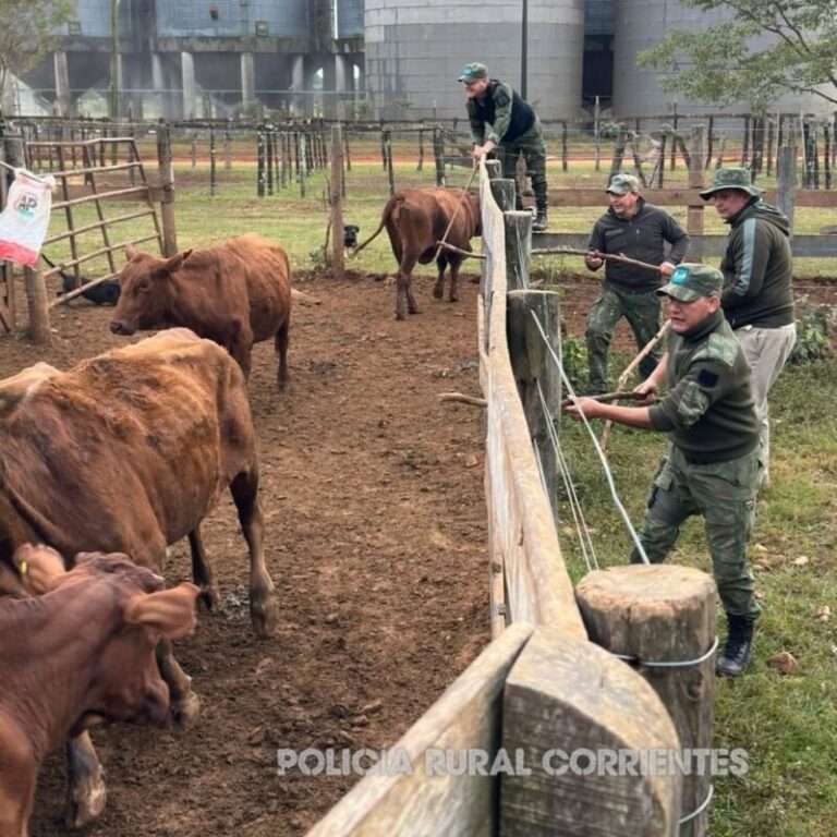 Policía Rural y Ecológica en operativo de abigeato en Santo Tomé