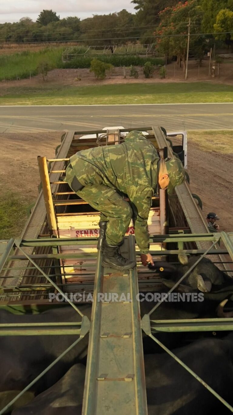 Acoplado con búfalas en operativo de la Policía Rural en General Paz