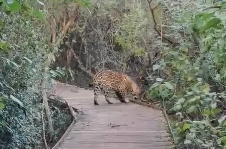 Yaguareté Ombú caminando en los Esteros del Iberá, Corrientes