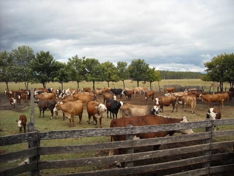 Campo rural en Corrientes con ganado vacuno