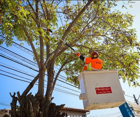 Árboles en vereda de la ciudad de Corrientes