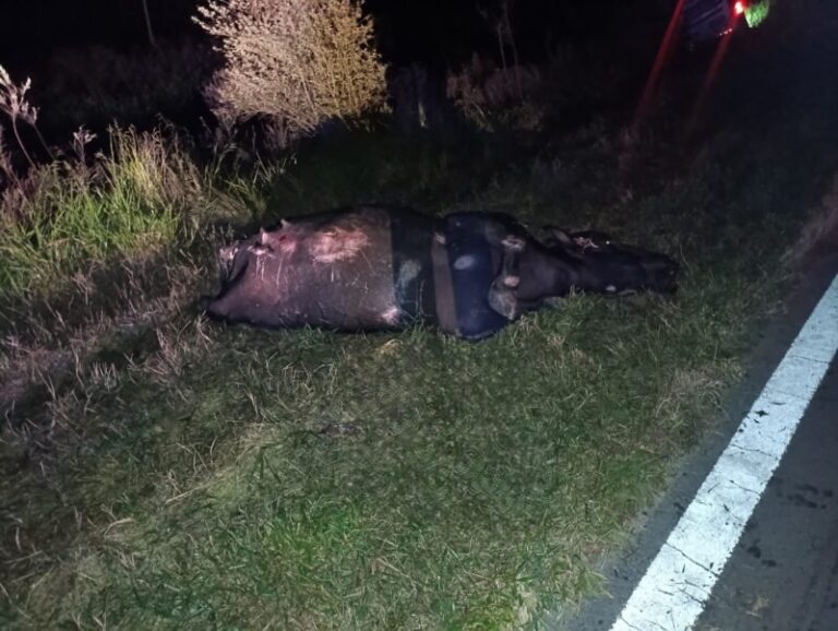 Colectivo volcado en banquina tras colisionar con un búfalo en ruta correntina