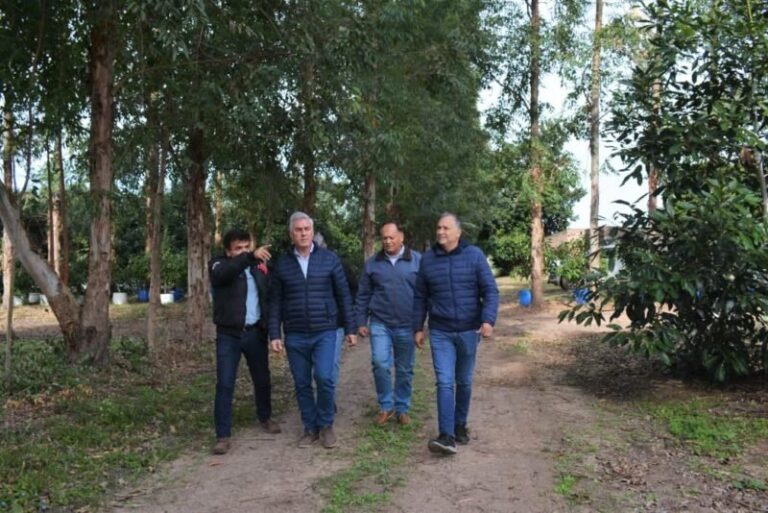Plantación de palta en el establecimiento Corpag SRL en Empedrado, Corrientes