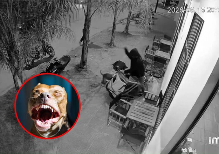 Perro en la vía pública en Esquina, Corrientes