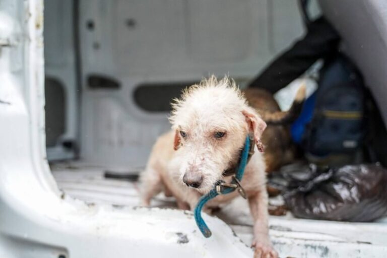 Perros rescatados por la Municipalidad de Corrientes
