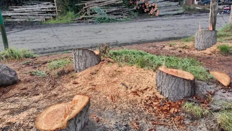 Imagen ilustrativa de un bosque de pinos en zona rural de Corrientes