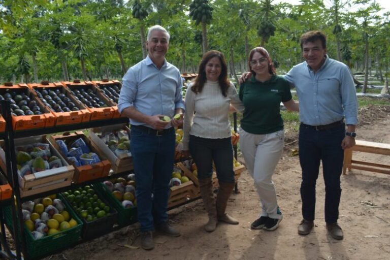 Plantación de café arábica en el establecimiento Corpag SRL de Empedrado, Corrientes