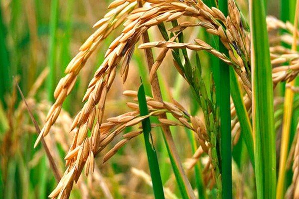Campo de arroz en Corrientes