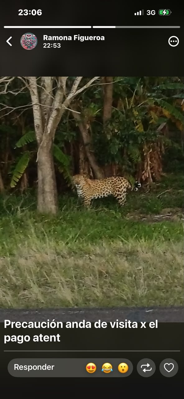 Yaguareté en el Gran Parque Iberá, Corrientes