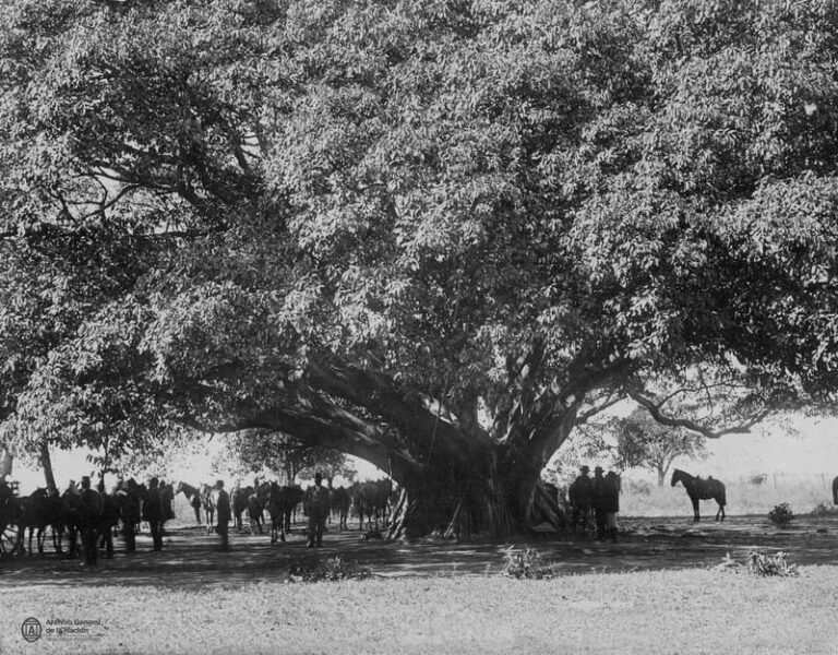 Árbol histórico en Corrientes, Ficus de gran tamaño en parque urbano