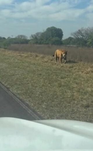 Yaguareté caminando por el costado de una ruta en Pago Arias, Corrientes