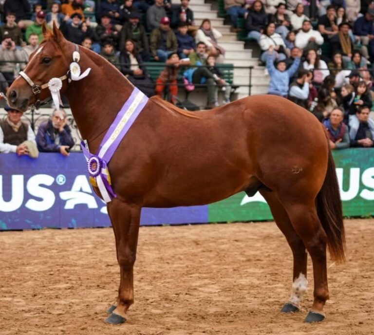 Caballo Mbareté El Mesías en la Exposición Rural de Palermo