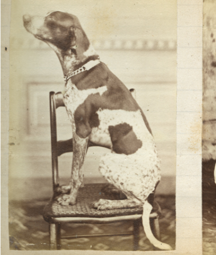 Fotografía antigua de un perro sobre una silla, tomada en Goya o Esquina en 1876