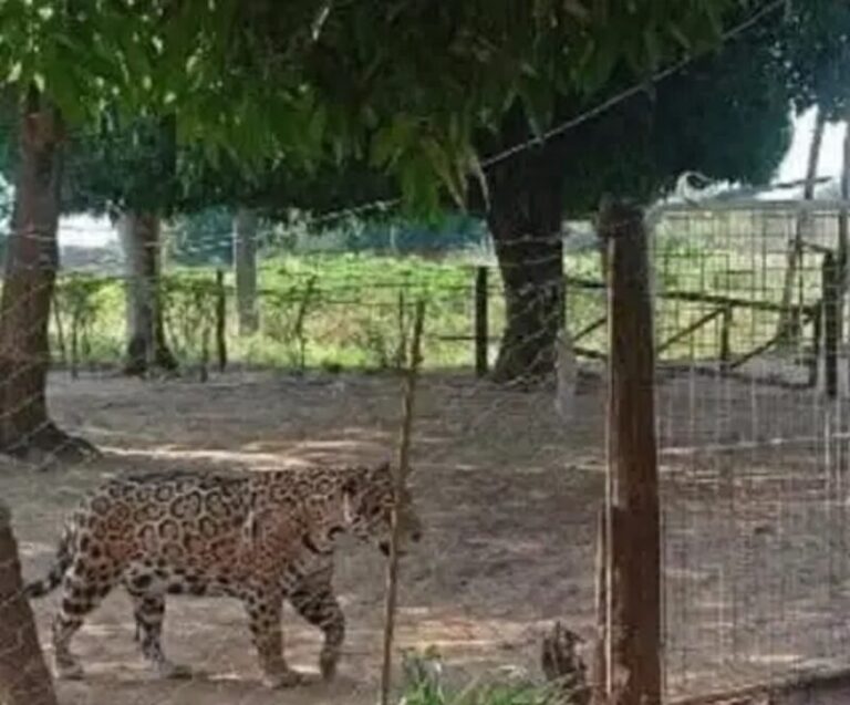 Yaguareté fotografiado cerca de una vivienda en el paraje Pago Arias, Saladas