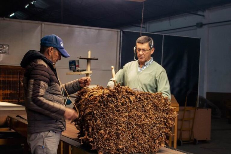 Acopio de tabaco criollo en Corrientes