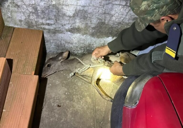 Viracho rescatado en el garaje de una vivienda de Esquina
