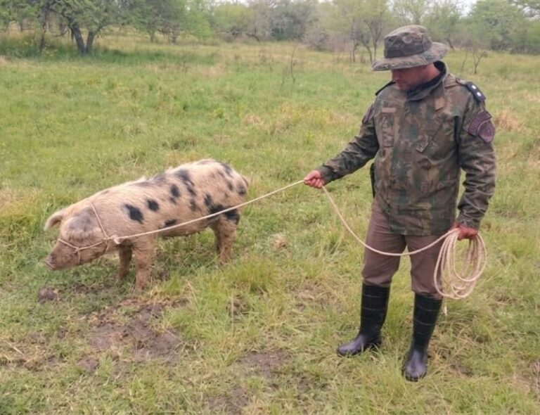 Policía Rural durante allanamiento en Sauce por robo de chancha