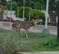 Ciervo axis moteado corriendo en la costanera de Goya tras cruzar desde la Isla de las Damas