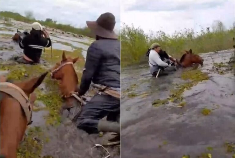 Productores rurales trasladan hacienda en zona inundada de Bella Vista, Corrientes