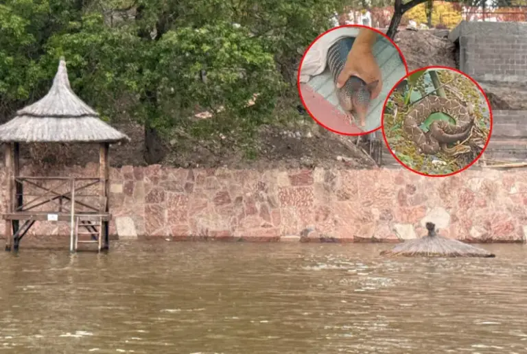 Animales silvestres rescatados en la costanera de Corrientes por la crecida de los ríos