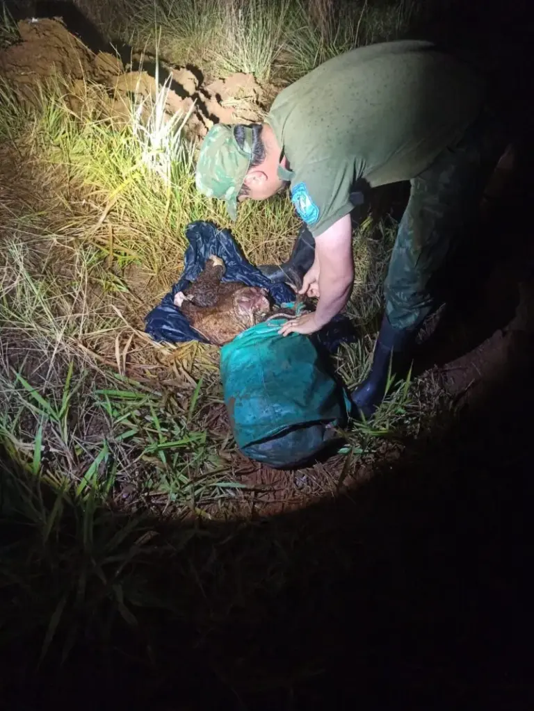 Operativo policial en Gobernador Virasoro con carne vacuna secuestrada