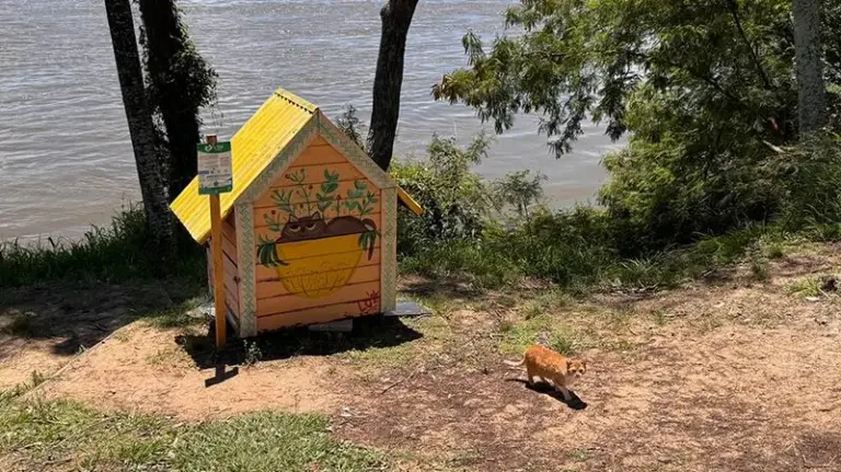 Gatos de las colonias de la Costanera de Corrientes en riesgo por la crecida del río