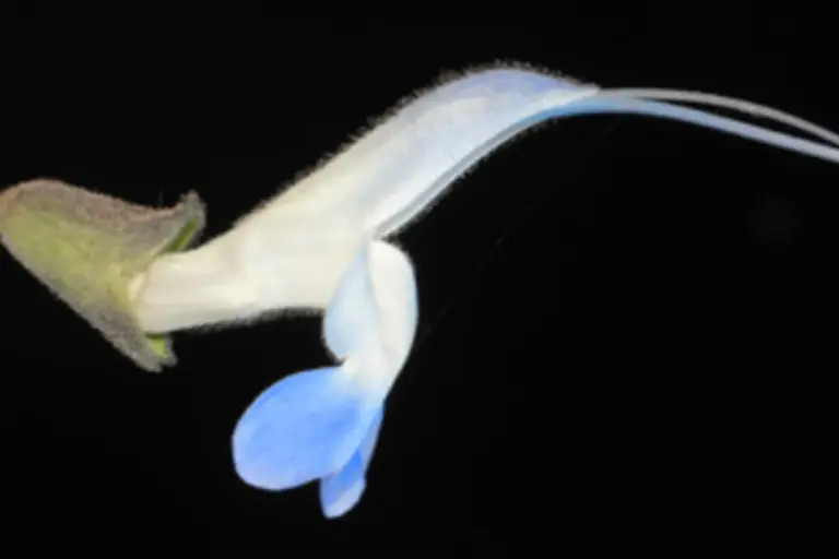 Flores de Salvia messii, especie vegetal descubierta en la cordillera peruana, con pétalos blancos y celestes