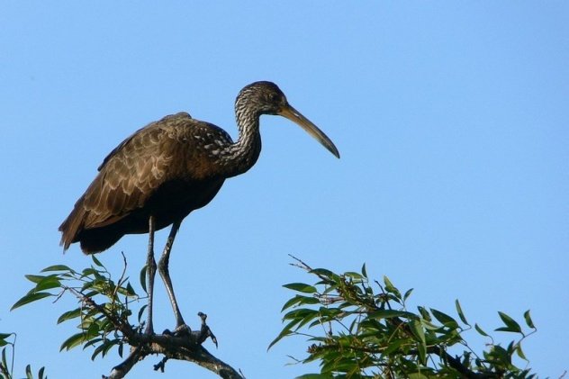 Ave karáu en los esteros de Corrientes