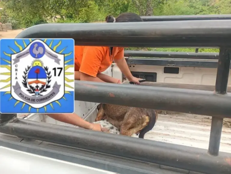 Operativo de rescate de perros en el barrio Molina Punta