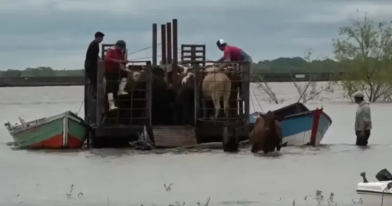 Barcaza trasladando vacas por el río Paraná hacia la costa correntina