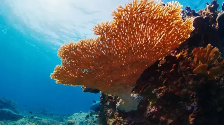 Arrecife de coral con signos de blanqueamiento